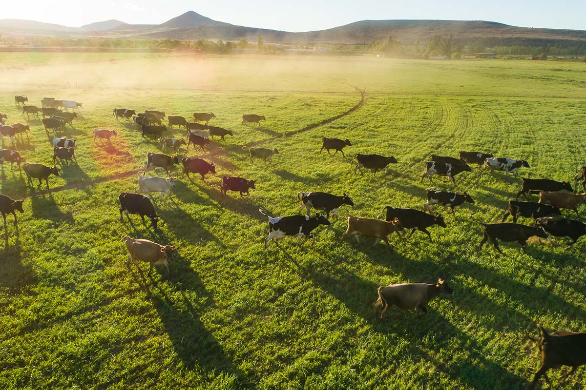 Cows walking through a field