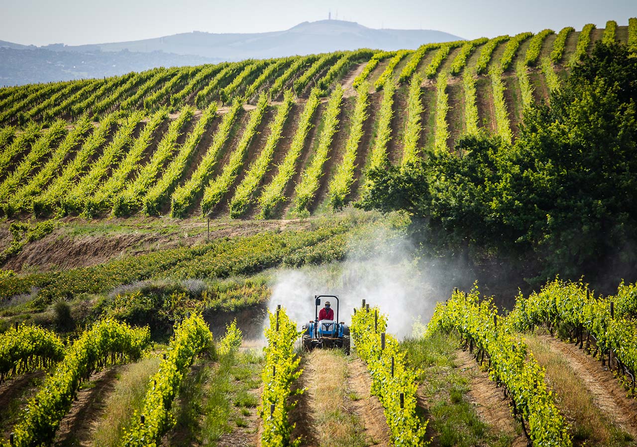 Agrico sprayer in vineyard
